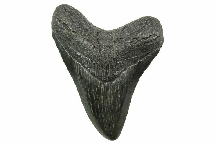 Megalodon Tooth - South Carolina #375980